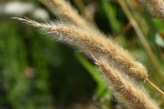 Polypogon monspeliensis