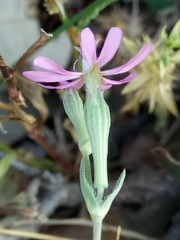 Silene colorata image