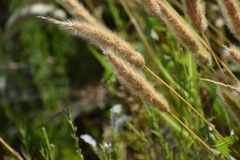 Polypogon monspeliensis