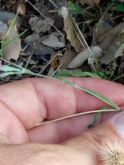 Silene colorata image