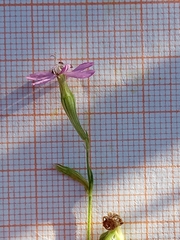 Silene colorata image