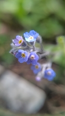 Myosotis