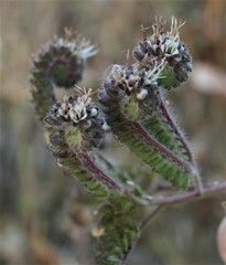 Phacelia nemoralis nemoralis