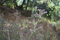 Phacelia nemoralis nemoralis