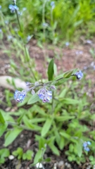 Myosotis