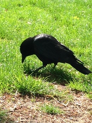 Corvus corone