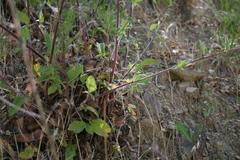Phacelia nemoralis nemoralis