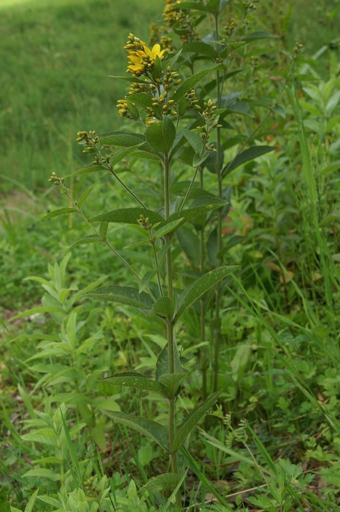 Garden Loosestrife (noxious Weeds Of Colorado) · Inaturalist