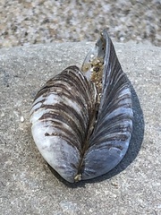 Dreissena polymorpha