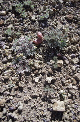Astragalus platytropis
