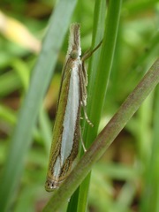Crambus pascuella