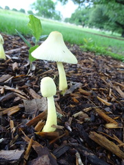 Leucocoprinus birnbaumii
