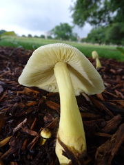 Leucocoprinus birnbaumii