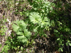 Aconitum lasiostomum