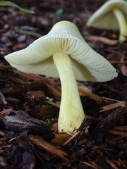 Leucocoprinus birnbaumii