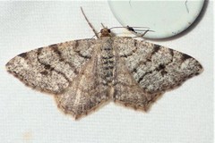 Macaria signaria