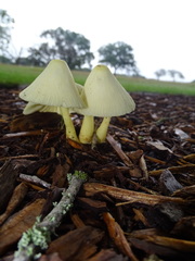 Leucocoprinus birnbaumii