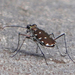 Cylindera albopunctata - Photo (c) James Steamer, some rights reserved (CC BY-NC), uploaded by James Steamer