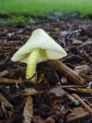 Leucocoprinus birnbaumii