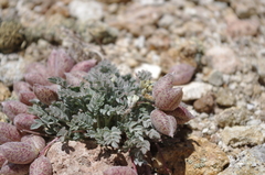 Astragalus platytropis