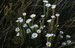 Osmitopsis parvifolia