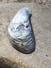 Dreissena polymorpha