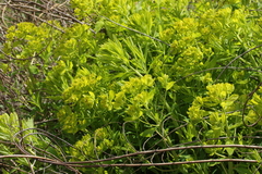 Euphorbia palustris