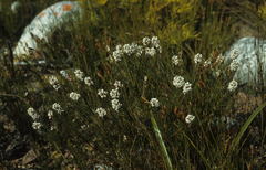 Spatalla mollis