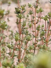 Thymus capitellatus