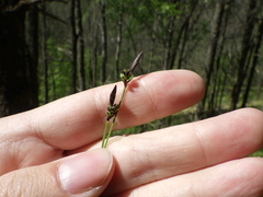 Carex montana