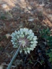 Allium ampeloprasum image