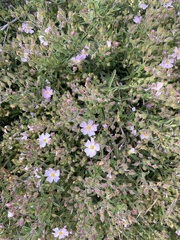 Cistus × skanbergii