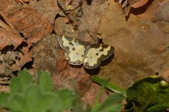 Lomaspilis