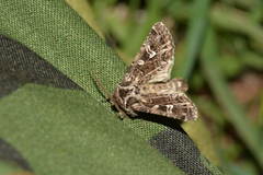 Pachetra sagittigera