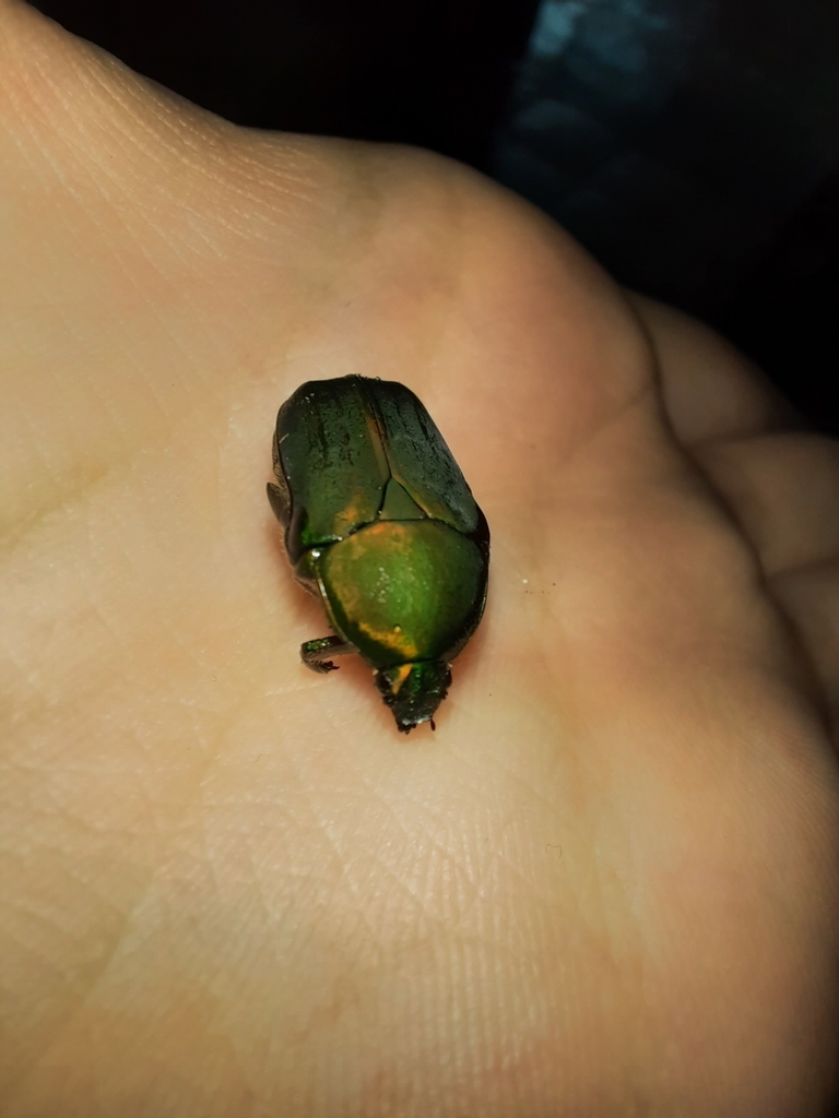 Euphoria subguttata