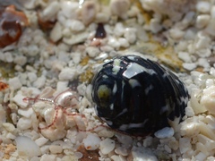 Nerita tessellata