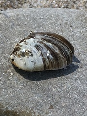 Dreissena polymorpha