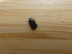 Platylomalus aequalis