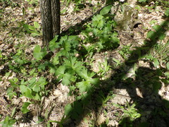 Aconitum lasiostomum