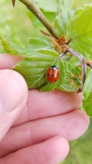 Coccinella septempunctata
