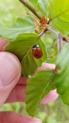 Coccinella septempunctata