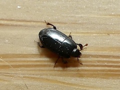 Platylomalus aequalis