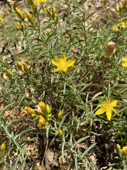 Hypericum concinnum