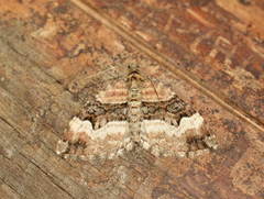Xanthorhoe biriviata