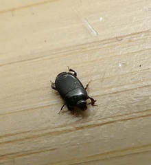 Platylomalus aequalis