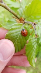 Coccinella septempunctata