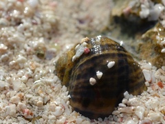 Nerita tessellata