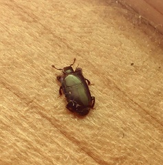 Platylomalus aequalis