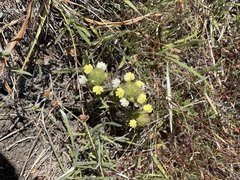 Castilleja rubicundula