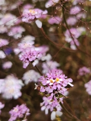 Iberis ciliata